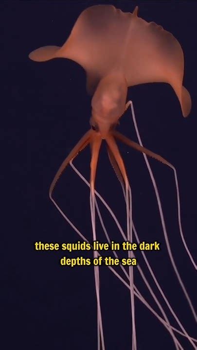 sea oddities photos|Juvenile Magnapinna Squid .